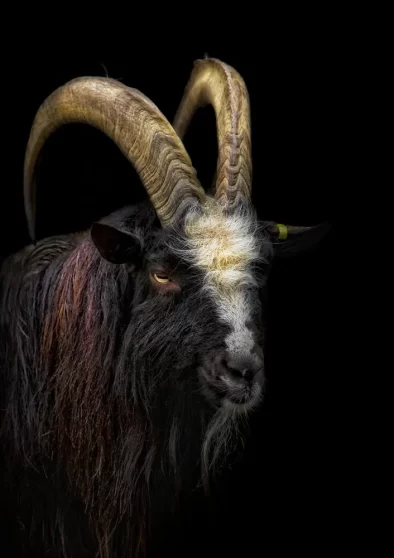 fine art pet photography sussex surrey 30.jpg