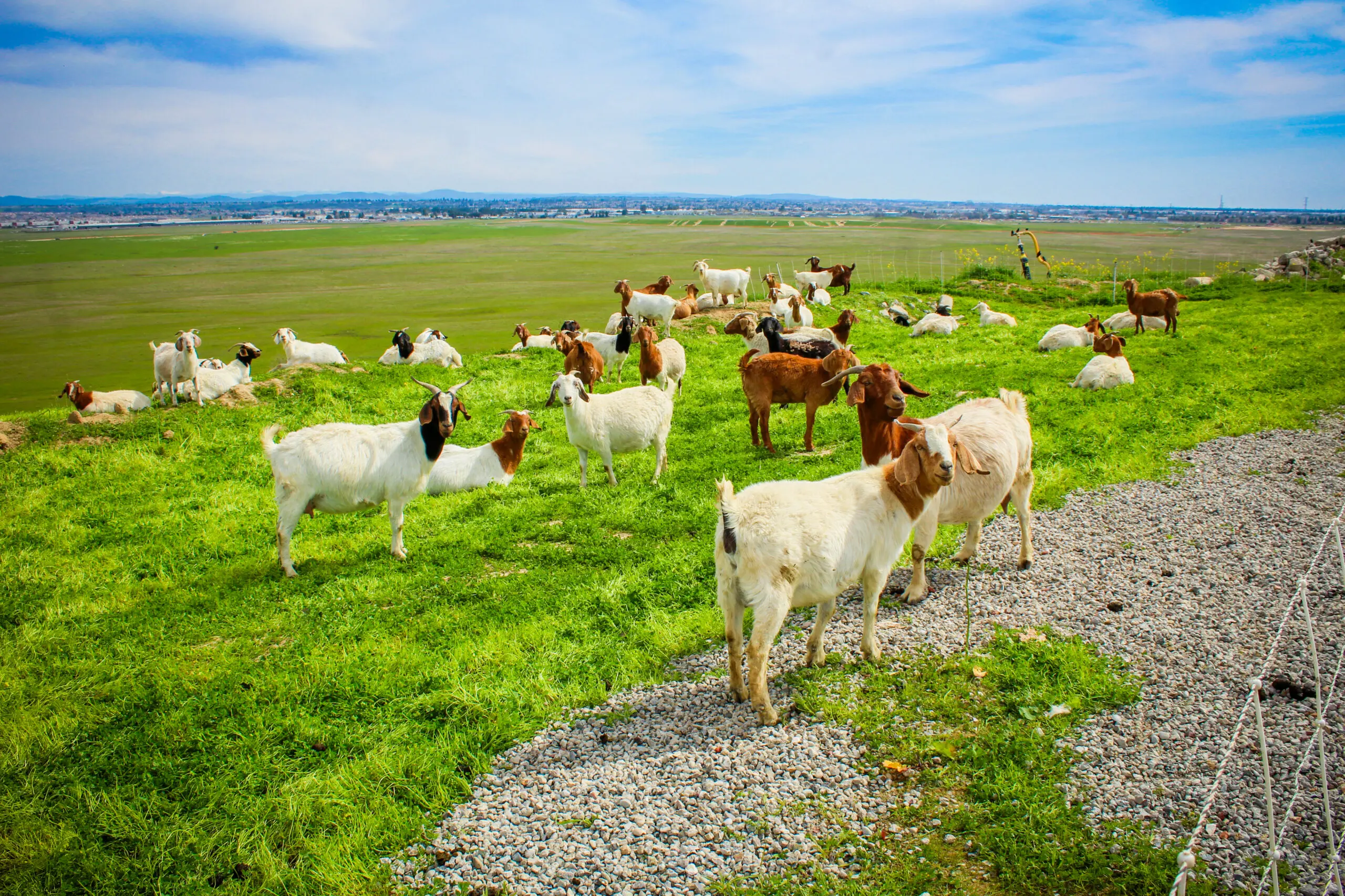 Home goats 2892 scaled