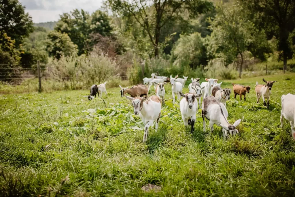 vermont creamery white and tan goats x1500 2