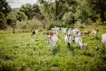 vermont creamery white and tan goats x1500 2 vermont creamery white and tan goats x1500 2